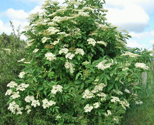 Profite des fleurs de sureau avec mes recettes, c’est la saison !