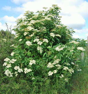Profite des fleurs de sureau avec mes recettes, c’est la saison !