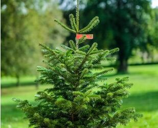 2ème vie de ton sapin de Noël !